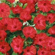 Larskas 20 Adet Bright Red Akşam Sefası Çiçeği Tohumu