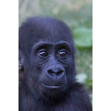 Karahanbey Gorilla Notebook | Journal Gift For Cute Animal Lovers: 6x9 In (15X23 Cm) Medium College Ruled Note