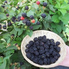 Larskas Tüplü Verimli Aroması Yüksek Boysenberry Böğürtlen Fidanı