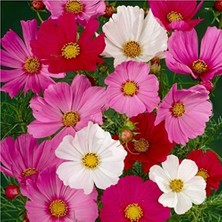 Larskas Cosmos (Kozmos) Karışık Renkli Bodur Çiçeği Tohumu (50 Tohum)
