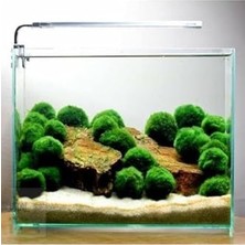 Larskas Ithal Bitki Marimo Moss Ball 2-3cm Yosun Topu Canlı Bitki KOPY1-951512