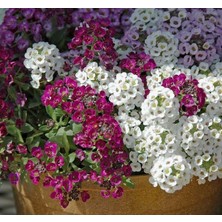Larskas Alyssum Tohumu (Kraliyet Halısı) Karışık Renkli - 40 Tohum