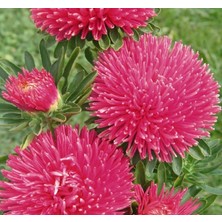 Larskas Aster Kasımpatı (Krizantem) Burgundy Renkli - 20 Tohum