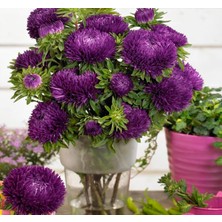 Larskas Aster Kasımpatı (Krizantem) Mor Renkli - 20 Tohum