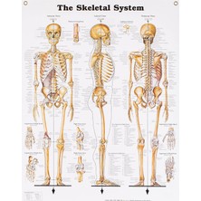 Karahanbey Anatomical Chart The Skeletal System