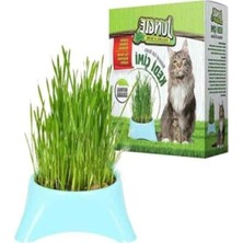 MarkEntegra Fileli Kedi Çimi - Doğal Beslenme Alanı