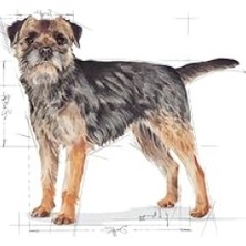 MarkEntegra Mini Kısırlaştırılmış Köpek Maması, 3 kg