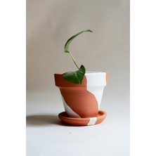 MarkEntegra El Yapımı Terracotta Konik Saksı + Tabak - Bohem Beyaz (Küçük)