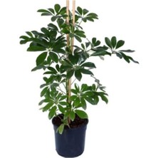 Bitkidunyam Şeflera – Schefflera Arboricola Nora Yeşil Iç Mekan 60-80 cm