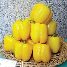 Esranın Dünyası Tatlı Sarı Dolmalık Biber Fidesi, 4 Adet Set ile