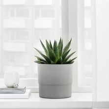 Esranın Dünyası Dekoratif Plastik Saksı 15 cm Gri