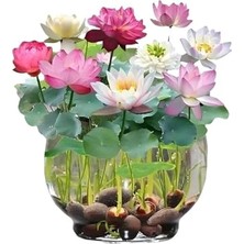 Larskas 5 Adet Tohum Nadir Karışık Uzak Doğu Kutsal Karışık Lotus Çiçeği Tohumu Stokla Sınırlı Tohum, 10448GH88J8JGYHFFGFGF