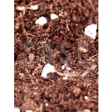 Larskas Substrat Mix Ithal Torf Cocopeat Perlit Özel Karışım Saksı Harcı Çiçek ve Bitki Toprağı 1 Lt