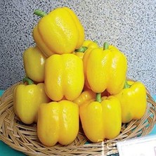 Larskas Kaliforniya Tatlı Sarı Dolmalık Biber Fidesi (4 Adet)