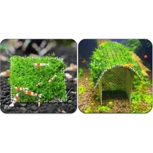Larskas 10X10 cm Akvaryum Dekoru, Tele Sarılı Willi Moss