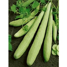 MarkEntegra Erdem Garden Doğal Antep Acuru 100 Ad. Tohum
