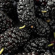 MarkEntegra Tüplü Black Lion Kara Dut Fidanı