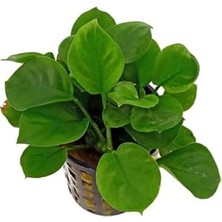 MarkEntegra Anubias Barteri Round Golden Coin 5-6 Yapraklı Canlı Bitki