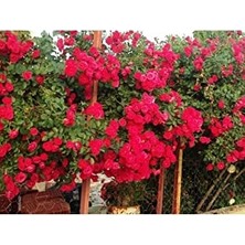 MarkEntegra Dashing Look Kokulu Kırmızı Cherry Belle Sarmaşık Gül Tohumu(10 Tohum) TH-4348409715286