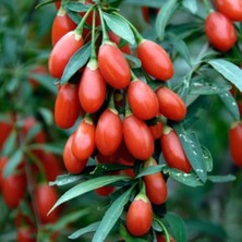 MarkEntegra Tüplü Goji Berry Kurt Üzümü Fidanı