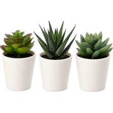 MarkEntegra Ikea Fejka Yapay Saksı Bitkisi Saksılı Iç Mekan Dış Mekan Etli / 3'lü Paket Boyutu 2 ¼ " 3'lü Paket 203.953.31
