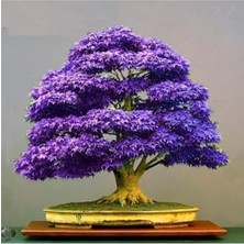 MarkEntegra Tohum Dünyam Bodur Mor Azalea Bonsai Ağacı Tohumu 5 Adet Tohum