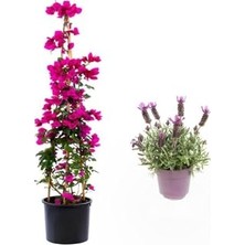 MarkEntegra Pembe Renk Begonvil ÇIÇEĞI(40-80CM) Mor Lavanta Fidanı Hediyeli Bahçe Bitkisi, BTS001NA0915