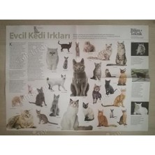Plakperest Evcil Kedi Irkları POSTERİ-41X55 cm Boyutlarında