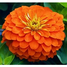 Esranın Dünyası Zinnia (Kirli Hanım) Büyük Geniş Çiçekli - Turuncu (5 Tohum)