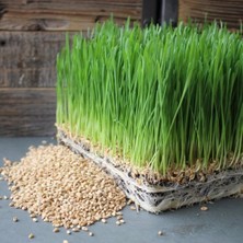 MarkEntegra %100 Doğal Kedi Çimi Tohumu Karışımı - Arpa, Buğday, Yulaf (500 Gram)