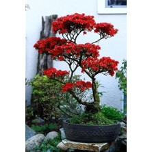 Esranın Dünyası Tohum Dünyam Kırmızı Yapraklı Bonsai Ağacı Tohumu-10 Adet