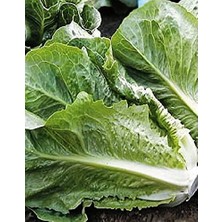 Esranın Dünyası Agrodal Tarım Ata Tohumu Marul Yedıkule 1000 Adet Tohum