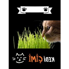 MarkEntegra Yıl Boyu Yeşil Kedi Çimi - Pomponet