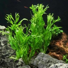 Esranın Dünyası Özel Tür Ithal Windelov Java Fern 1 Kök Kolay ve Ihtişamlı Akvaryum Bitkisi Canlı Akvaryum Bitkileri