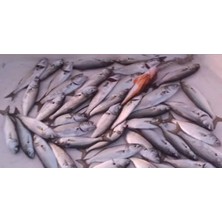 Esranın Dünyası Sardalya Jig Yemi 20GR, 60MM, Balık Avı Için Ideal Seçenek