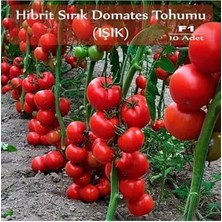 Esranın Dünyası Hibrit Sırık Domates Tohumu Işık 10 Adet F1 Hibrit Domates Tohumu