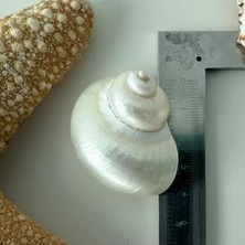 MarkEntegra Dekoratif Parlatılmış Deniz Kabuğu, 3-4 cm