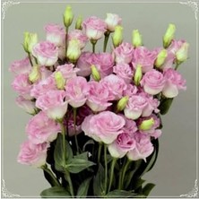 Esranın Dünyası Tohum Dünyam 5 Adet Papillon Pink Blush Lisianthus Tohumu