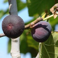 Esranın Dünyası Tüplü Nadir Çeşit Özel Ürün Siyah Lop Incir Fidanı