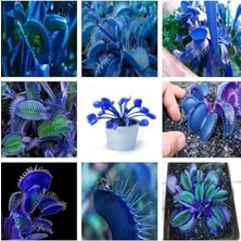 Esranın Dünyası Tohum Dünyam 10 Adet Mavi (Blue) Venüs Sinek Kapan Etobur Bitki Tohumu