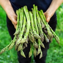 Esranın Dünyası Ata Tohum Geleneksel Asparagus Kuşkonmaz Tohumu (20 Tohum)