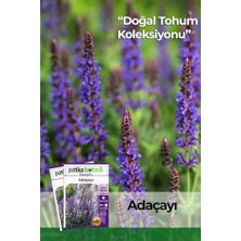 Esranın Dünyası 50 Adet Adaçayı (Salvia Officinalis) Çiçek Tohumu