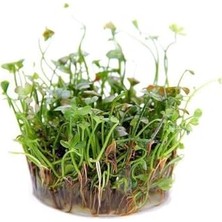 Esranın Dünyası Marsilea Hirsuta In Vitro Canlı Bitki