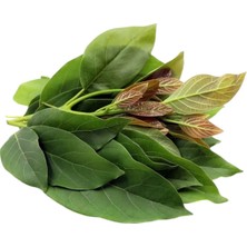Hatorganik Taze Avakado Yaprağı (Günlük Taze) 500GR