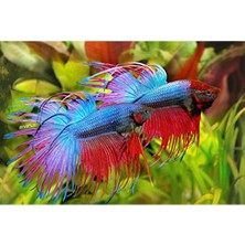 Get Store 50 ml Doğal Astaksantin Betta Yemi, Akvaryum Balıkları Için