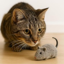 Get Store 2 Adet Kurmalı Hareketli Fare Şeklinde Kedi Oyuncağı Seti