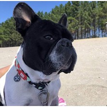 Get Store Akıllı Künyeli Köpek Boyun Tasması, S Beden, Karpuz Rengi