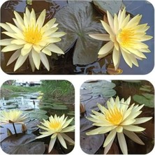 Get Store 5 Adet Lotus Tohumu, Bahçe ve Süs Havuzları Için Kolay Yetişen