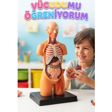 Farbu Oyuncak Minyatür Insan Gövdesi 7 Parça Takılabilir Organ Anatomisi Vücut Tanıma Eğitim Seti 15 cm