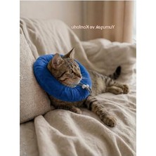 Aesco Ayarlanabilir Koruyucu Yakalık Kedi Köpekler Için Mavi Renk